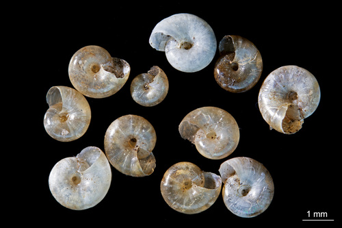 Rayed Glass snail