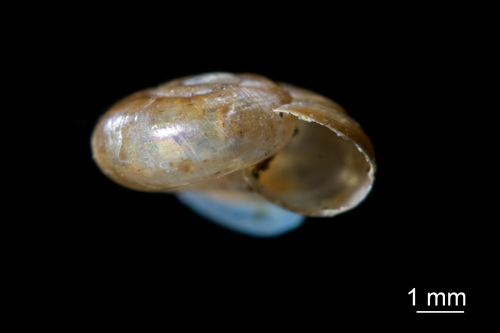 Rayed Glass snail