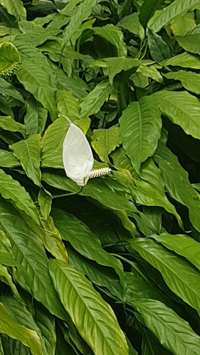 Spathiphyllum wallisii image