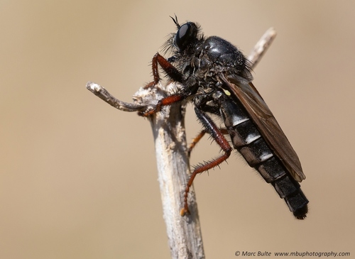 Stenopogon coracinus