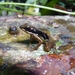 Macenta River Frog - Photo (c) Alex Krohn, all rights reserved, uploaded by Alex Krohn