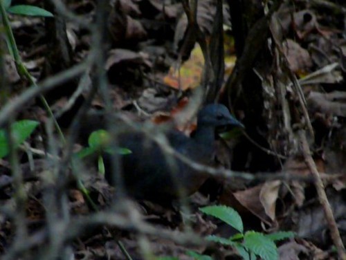Tinamidae image