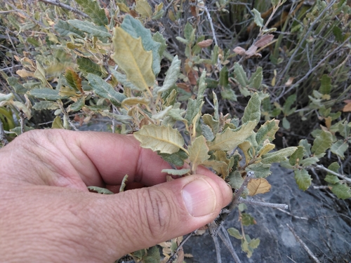 Quercus supranitida