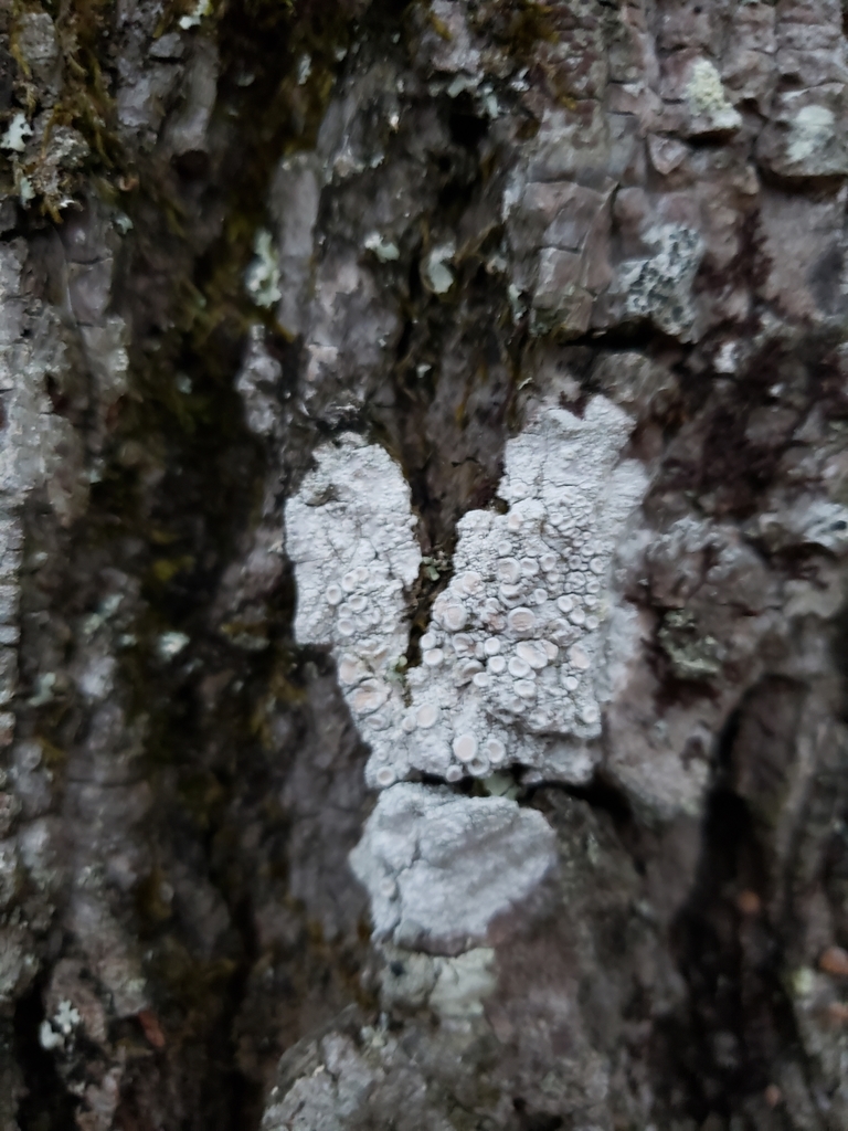 Whitewash Lichen from Hamlin, KY 42076, USA on February 27, 2021 at 05