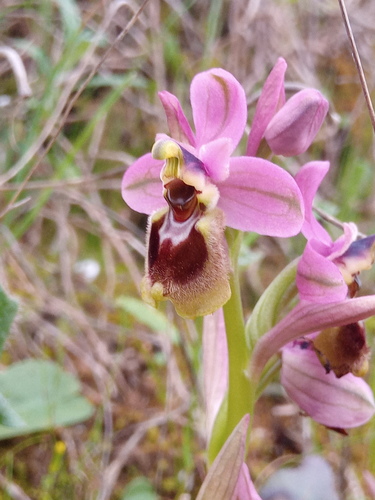 Sawfly Orchid