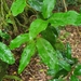 Endiandra crassiflora - Photo (c) Luis Webber, todos los derechos reservados, uploaded by Luis Webber