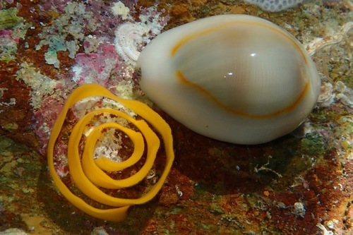 Gold Ring Cowry
