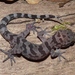 Cattien Bent-toed Gecko - Photo (c) Alex Krohn, all rights reserved, uploaded by Alex Krohn
