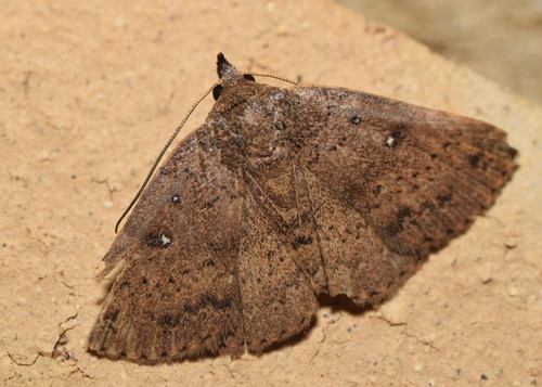 Odontia