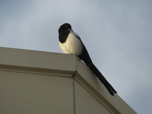 Eurasian Magpie