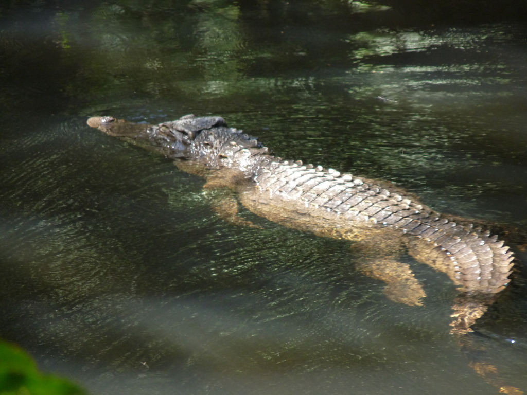 Cocodrilo de Siam (Crocodylus siamensis) · iNaturalist Ecuador