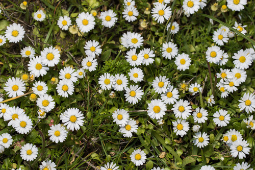 Annual Daisy (subspecies Bellis Annua Annua) · Inaturalist