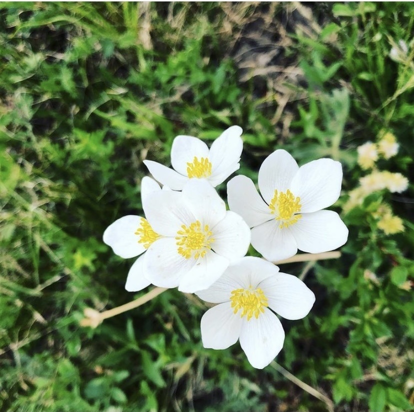 334　アネモネ Genus Anemonastrum · iNaturalist