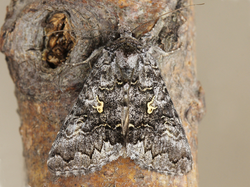 Syngrapha celsa Edwards, 1881