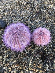 Sea Urchin