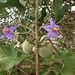 Solanum lycocarpum - Photo (c) Bianca Maximo, kaikki oikeudet pidätetään, lähettänyt Bianca Maximo