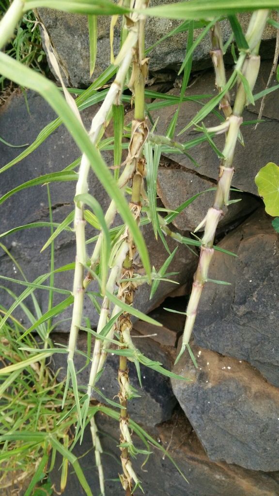 Gazon Kikuyu (Pennisetum Clandestinum)