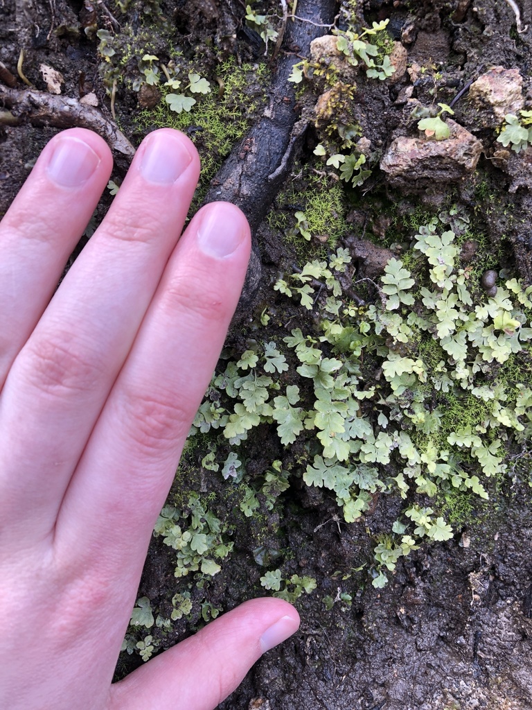 Asplenium platyneuron from Sanford, NC, US on 2021년 02월 27일 (토) at 02:40 오후 by Leah Purvis · iNaturalist Asplenium... 