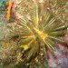 Craniella abracadabra - Photo (c) Terry Gosliner, όλα τα δικαιώματα διατηρούνται, uploaded by Terry Gosliner