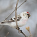 Hoary Redpoll - Photo (c) Richard Yank, all rights reserved, uploaded by Richard Yank