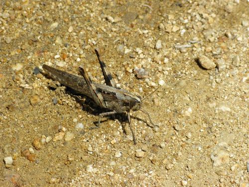 iNaturalist observation photo of Gray Bird Grasshopper