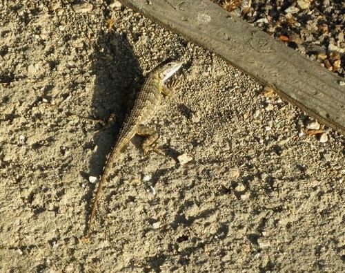 iNaturalist observation photo of Western Fence Lizard