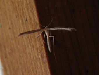 iNaturalist observation photo of Mousy Plume Moth