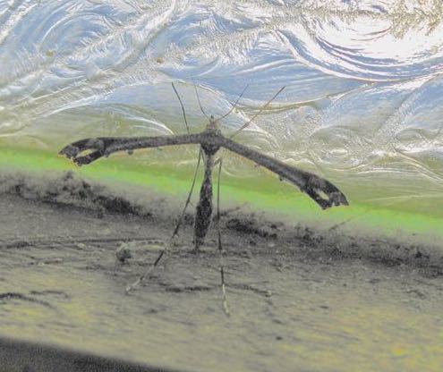 iNaturalist observation photo of Anstenoptilia