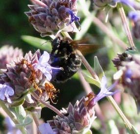 iNaturalist observation photo of Valley Carpenter Bee