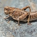 Nocaracris bulgaricus - Photo (c) Marc Bulte, todos los derechos reservados, subido por Marc Bulte