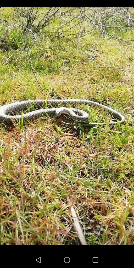 Western Montpellier Snake from 28760 Tres Cantos, Madrid, España on ...