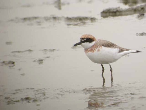 Greater Sand-Plover