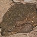 Beautiful Cane Toad - Photo (c) JUAN ROMERO, all rights reserved, uploaded by JUAN ROMERO