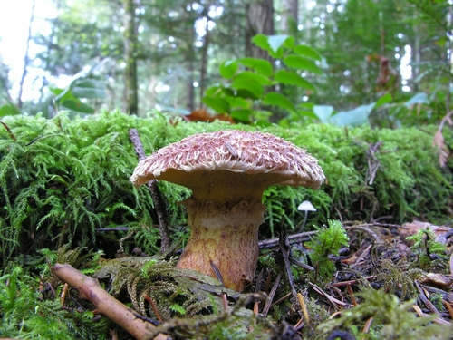 Western Painted Suillus