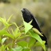 Smooth-billed Ani - Photo (c) Esteban Poveda, all rights reserved, uploaded by Esteban Poveda