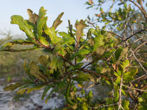 Harbison Oak