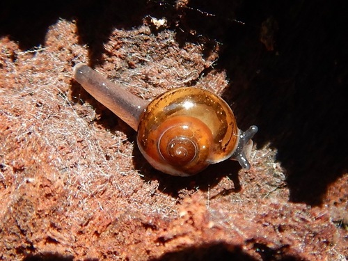Jumping Snail