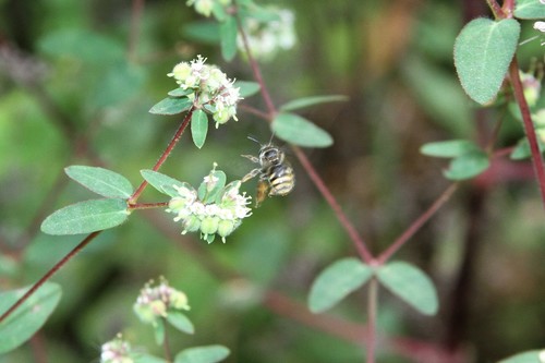 photo of Brues' Mini-digger (Exomalopsis bruesi)