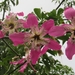 Silk Floss Tree - Photo (c) Igor Borges, all rights reserved, uploaded by Igor Borges