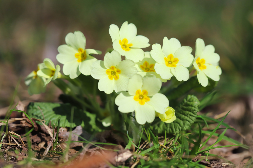 Primula vulgaris — a medium houseplant, prefers partial sun light