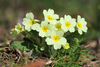 Primrose - Photo (c) williamdomenge9, all rights reserved, uploaded by williamdomenge9