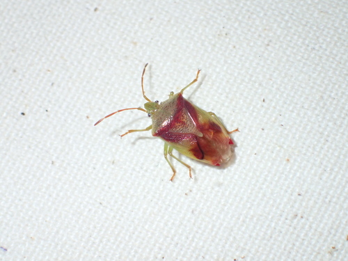 Red-cross Shield Bug