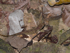 Anolis polylepis image