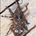 Deodar Weevil - Photo (c) Alain Hogue, all rights reserved, uploaded by Alain Hogue