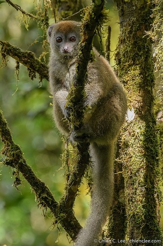 Eastern Lesser Bamboo Lemur
