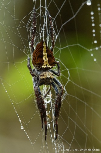 Caerostris extrusa