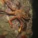 Scaled Crab - Photo (c) Emily Perkovic, all rights reserved, uploaded by Emily Perkovic