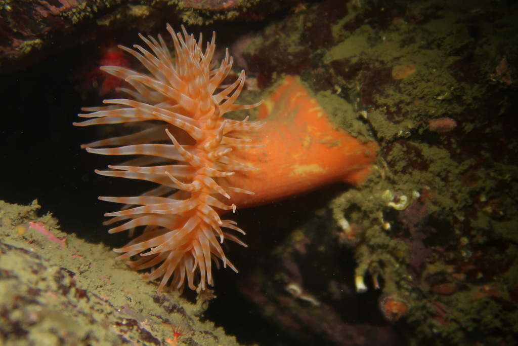 Apple Anemone (Stomphia didemon) · iNaturalist