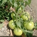 番茄 - Photo 由 Margi Jethwa 所上傳的 (c) Margi Jethwa，保留所有權利