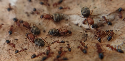 Lepisiota bipartitaLepisiota bipartita